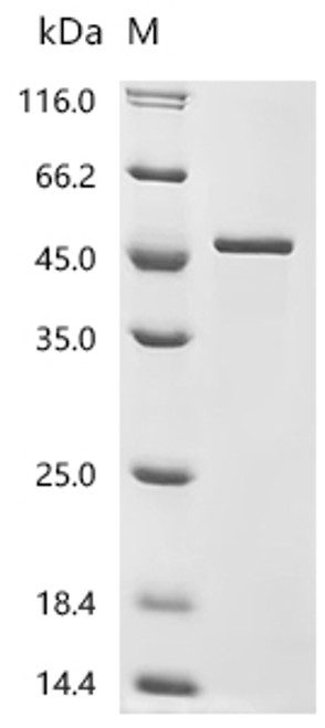 Recombinant Mouse Granzyme A (Gzma) (CSB-EP010081MOm8)