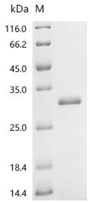 Recombinant Escherichia phage MS2 Capsid protein (CSB-EP365998ECZa2)