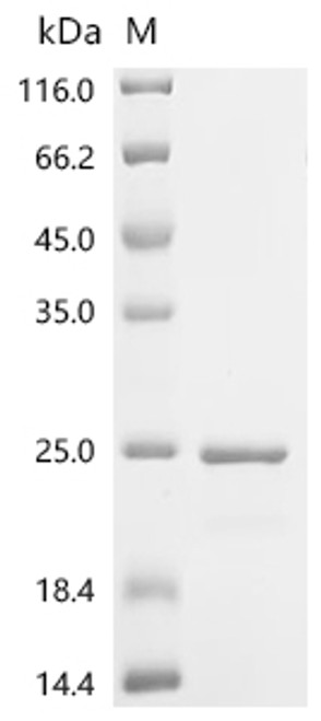 Recombinant Human Histone H3.1 (H3C1) (CSB-EP010418HU2b0)