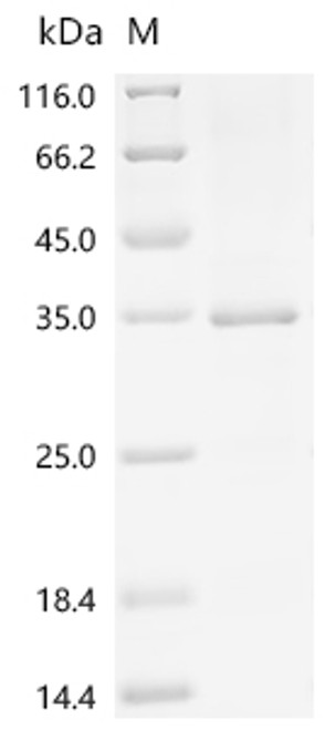 Recombinant Dog Serine protease 1 (PRSS1) (CSB-EP361971DOd7)