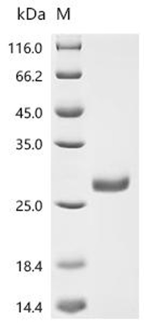 Recombinant Thermotoga neapolitana Endonuclease V (nfi) (CSB-YP495840TNL)