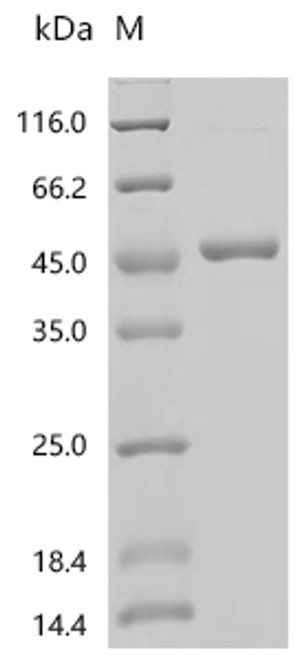 Recombinant Arabidopsis thaliana LRR receptor-like serine/threonine-protein kinase FLS2 (FLS2), partial (CSB-EP880781DOA)