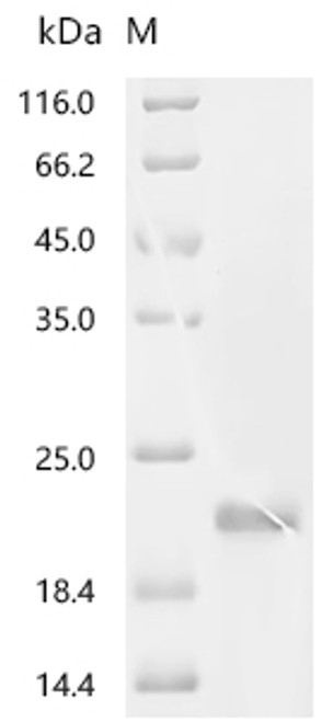 Recombinant Human Growth/differentiation factor 15 (GDF15), partial (CSB-EP859530HU1c7) Recombinant Human Growth/differentiation factor 15 (GDF15), partial (CSB-EP859530HU1c7)