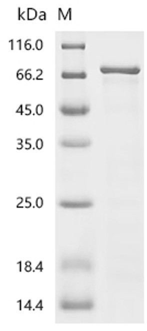 Recombinant Mouse Heat shock 70 kDa protein 1-like (Hspa1l) (CSB-EP010823MO) Recombinant Mouse Heat shock 70 kDa protein 1-like (Hspa1l) (CSB-EP010823MO)