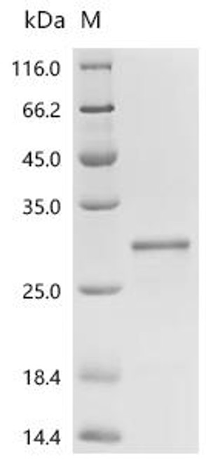 Recombinant Mouse Uncharacterized protein C11orf86 homolog (CSB-EP855316MO)