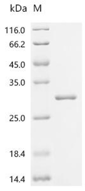 Recombinant Staphylococcus aureus Bifunctional protein pyrR (pyrR) (CSB-EP412421FLG)