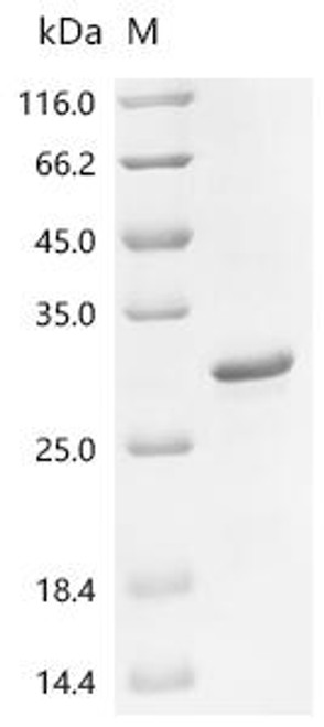 Recombinant Crambe hispanica subsp. abyssinica Crambin (THI2) (CSB-EP355677CRO) Recombinant Crambe hispanica subsp. abyssinica Crambin (THI2) (CSB-EP355677CRO)