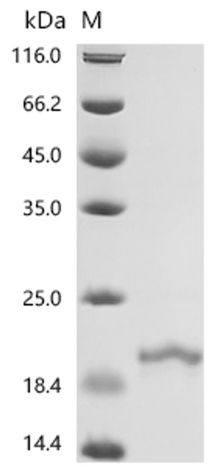 Recombinant Mouse Interferon alpha-4(Ifna4) (CSB-YP011040MO)