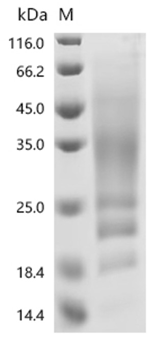 Recombinant Dog Interleukin-13 (IL13) (CSB-YP868226DO)