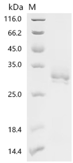 Recombinant Human Natural cytotoxicity triggering receptor 3 ligand 1 (NCR3LG1), partial (CSB-YP737873HU)