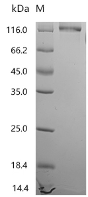 Recombinant Mouse Complement component C1q receptor (Cd93), partial (CSB-MP004970MOd9)