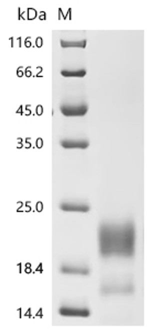 Recombinant Human Mucin-13 (MUC13), partial (CSB-MP887973HU1) Recombinant Human Mucin-13 (MUC13), partial (CSB-MP887973HU1)