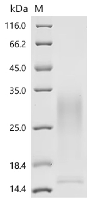 Recombinant Mouse Interleukin-13 (Il13) (CSB-MP011590MO)