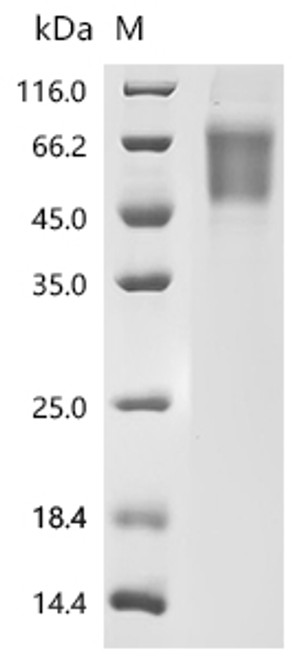 Recombinant Macaca fascicularis (SIGLEC9), partial (CSB-MP5403MOV)