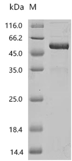 Recombinant Human Transmembrane protein PVRIG (PVRIG), partial, Biotinylated (CSB-MP721905HU1-B)