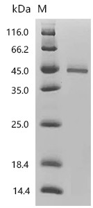 Recombinant Human Tumor necrosis factor receptor superfamily member 10B(TNFRSF10B), partial (CSB-MP023965HU1d9)