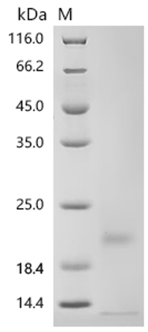 Recombinant Macaca fascicularis Thymic stromal lymphopoietin (TSLP), Biotinylated (Active) (CSB-MP5042MOVd7-B)