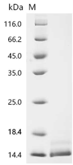 Recombinant Dog Interleukin-13 (IL13) (CSB-BP8682269DO) Recombinant Dog Interleukin-13 (IL13) (CSB-BP8682269DO)