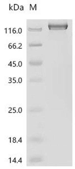 Recombinant Human Delta and Notch-like epidermal growth factor-related receptor (DNER), partial (CSB-MP818784HU)