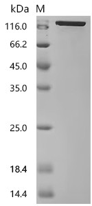 Recombinant Mouse Neural cell adhesion molecule L1 (L1cam), partial (Active) (CSB-MP012704MO)