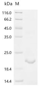 Recombinant Rat Muellerian-inhibiting factor (Amh) (CSB-EP001666RA)