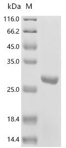 Recombinant Escherichia coli Shikimate kinase 2 (aroL) (CSB-EP513312ENU)