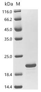 Recombinant Flock house virus Protein B2 (B2) (CSB-EP304757FCA)
