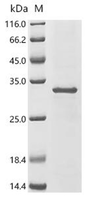 Recombinant Bacillus licheniformis Glutamyl endopeptidase (blaSE) (CSB-EP302111BQU)