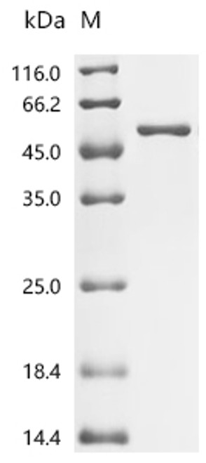 Recombinant Macaca fascicularis Dipeptidase 3 (DPEP3) (CSB-EP007125MOV)