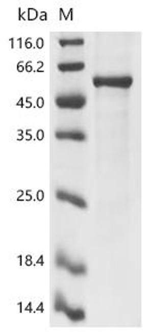 Recombinant Gibbon ape leukemia virus Envelope glycoprotein (env), partial (CSB-EP321953GCA)