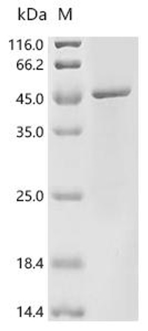 Recombinant Bacteroides gingivalis Major fimbrial subunit protein type-2 (fimA) (CSB-EP684398PQP)