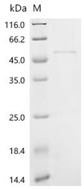Recombinant Mouse Granzyme A (Gzma) (CSB-EP010081MOa2)