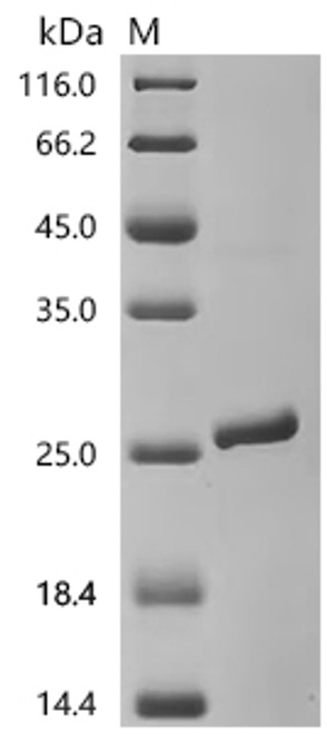 Recombinant Human Integrin alpha-L (ITGAL), partial (CSB-EP011875HUa0)