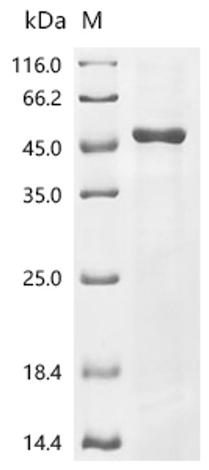 Recombinant Oryza sativa subsp. japonica Os05g0317700 protein, partial (CSB-EP6636OFG) Recombinant Oryza sativa subsp. japonica Os05g0317700 protein, partial (CSB-EP6636OFG)