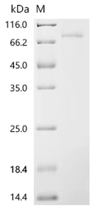 Recombinant Mouse Protein NDNF (Ndnf) (CSB-BP807450MO)