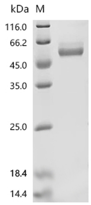 Recombinant Human T-cell immunoreceptor with Ig and ITIM domains(TIGIT), partial, Biotinylated (CSB-MP675446HU-B)