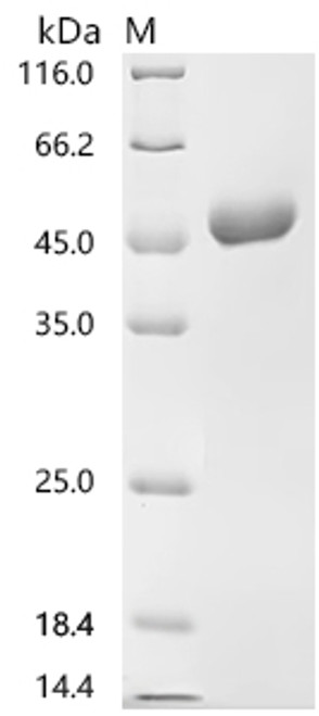 Recombinant Human Nectin-2 (NECTIN2), partial (CSB-MP835690HUd7)