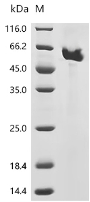 Recombinant Nepenthes gracilis Aspartic proteinase nepenthesin-2 (nep2) (CSB-MP765721NBAV(A4))