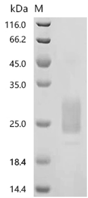 Recombinant Macaca fascicularis macrophage colony-stimulating factor 1 isoform X1 (CSF1), partial (CSB-MP6738MOV)