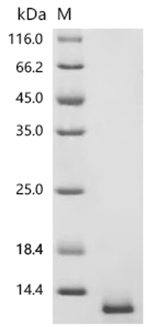 Recombinant Bovine Regakine-1 (CSB-MP307300BOd7)