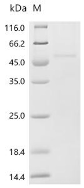 Recombinant Mouse Procollagen C-endopeptidase enhancer 2 (Pcolce2) (CSB-MP017632MO)
