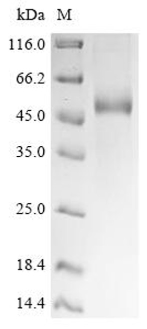 Recombinant Rat Lysosomal phospholipase A and acyltransferase (Pla2g15) (CSB-MP727770RA)
