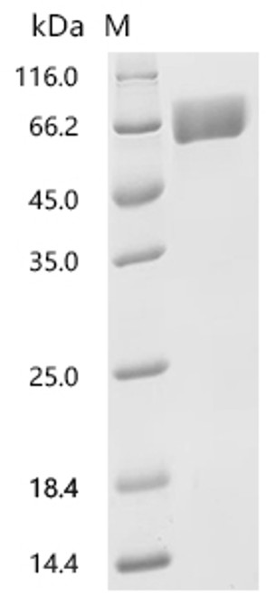 Recombinant Human Amino acid transporter heavy chain SLC3A2 (SLC3A2), partial (Active) (CSB-MP021640HU1)