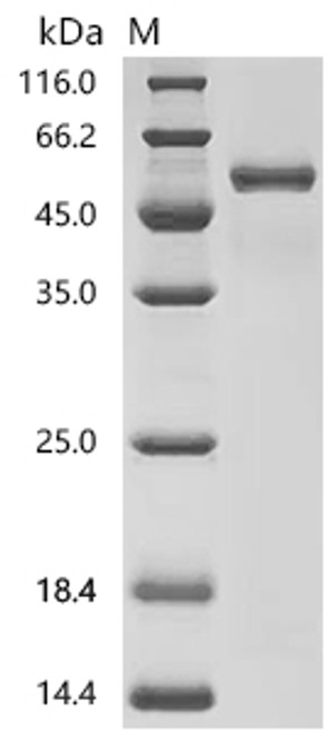Recombinant Macaca mulatta T-cell surface glycoprotein CD4 (CD4), partial (Active) (CSB-MP6740MOW)