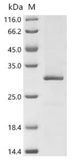 Recombinant Dog CD40 ligand (CD40LG) (CSB-CF004937DO)