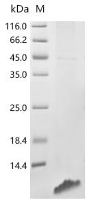 Recombinant Human 5-hydroxytryptamine receptor 4 (HTR4), partial (CSB-CF622677HU2)