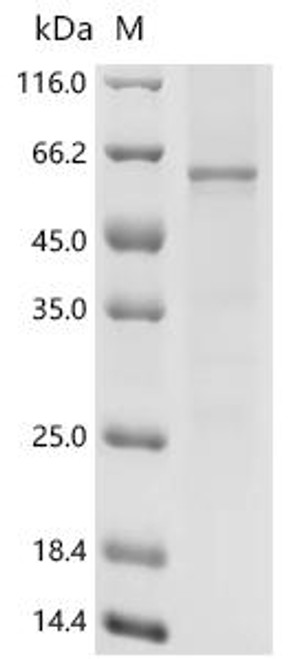 Recombinant Human 5-hydroxytryptamine receptor 2A (HTR2A) (CSB-CF010887HU)