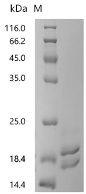 Recombinant Mouse Tumor necrosis factor (Tnf), partial (CSB-YP023955MO2)