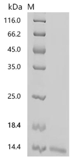 Recombinant Artemisia vulgaris Profilin-1 (CSB-YP808446AOH)
