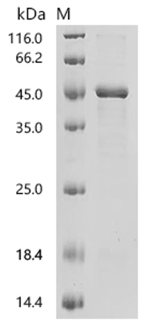 Recombinant Mouse Serum paraoxonase/lactonase 3 (Pon3) (CSB-EP737067MO)